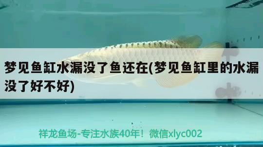 夢(mèng)見魚缸水漏沒了魚還在(夢(mèng)見魚缸里的水漏沒了好不好)