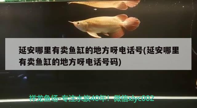 延安哪里有賣魚缸的地方呀電話號(hào)(延安哪里有賣魚缸的地方呀電話號(hào)碼) 殺菌消毒設(shè)備