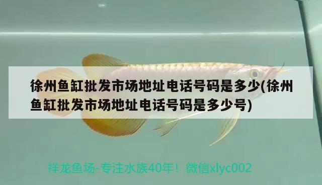 徐州魚缸批發(fā)市場地址電話號(hào)碼是多少(徐州魚缸批發(fā)市場地址電話號(hào)碼是多少號(hào)) 飛鳳魚