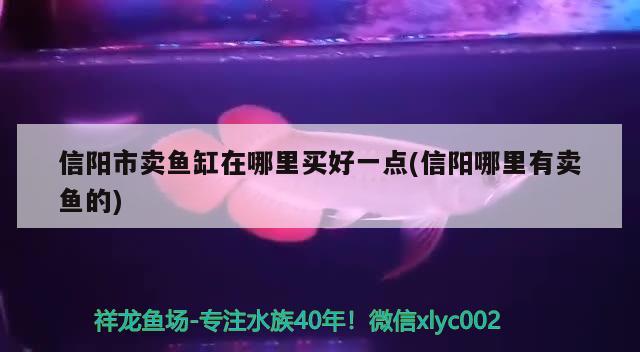 信陽(yáng)市賣魚(yú)缸在哪里買好一點(diǎn)(信陽(yáng)哪里有賣魚(yú)的) 祥禾Super Red紅龍魚(yú)