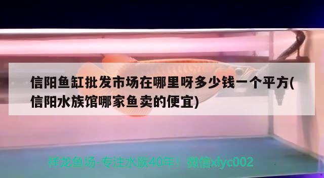 信陽魚缸批發(fā)市場在哪里呀多少錢一個(gè)平方(信陽水族館哪家魚賣的便宜)