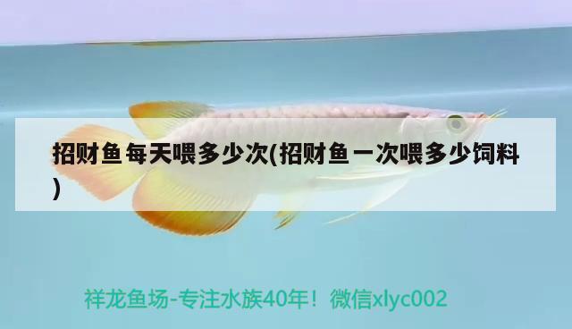 招財(cái)魚每天喂多少次(招財(cái)魚一次喂多少飼料)