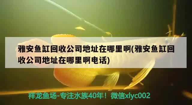 雅安魚缸回收公司地址在哪里啊(雅安魚缸回收公司地址在哪里啊電話) 巨骨舌魚