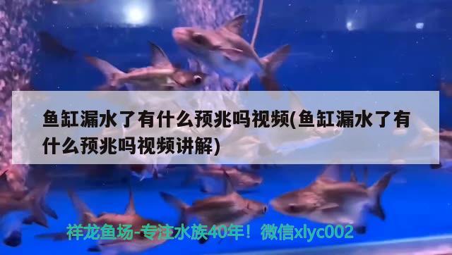 魚缸漏水了有什么預兆嗎視頻(魚缸漏水了有什么預兆嗎視頻講解) 紅頭利魚