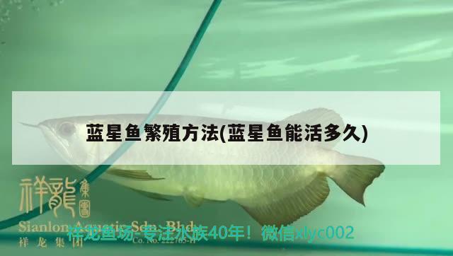 藍(lán)星魚繁殖方法(藍(lán)星魚能活多久) 觀賞魚