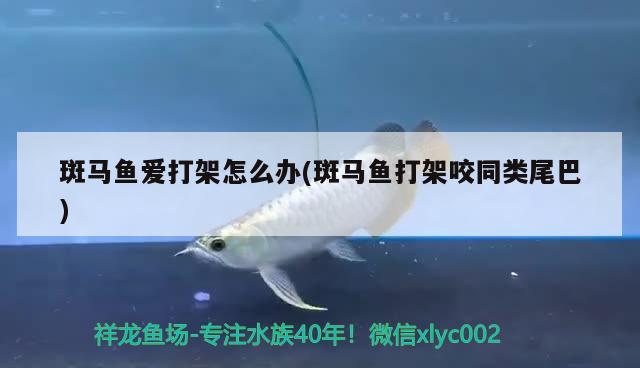 斑馬魚愛打架怎么辦(斑馬魚打架咬同類尾巴)