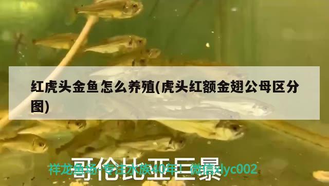 紅虎頭金魚怎么養(yǎng)殖(虎頭紅額金翅公母區(qū)分圖)