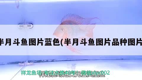 半月斗魚圖片藍(lán)色(半月斗魚圖片品種圖片) 觀賞魚