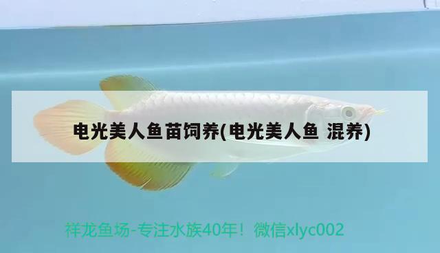 電光美人魚苗飼養(yǎng)(電光美人魚混養(yǎng)) 觀賞魚