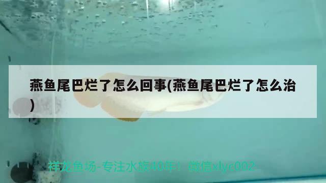 燕魚尾巴爛了怎么回事(燕魚尾巴爛了怎么治) 觀賞魚