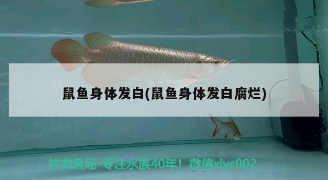 鼠魚身體發(fā)白(鼠魚身體發(fā)白腐爛)