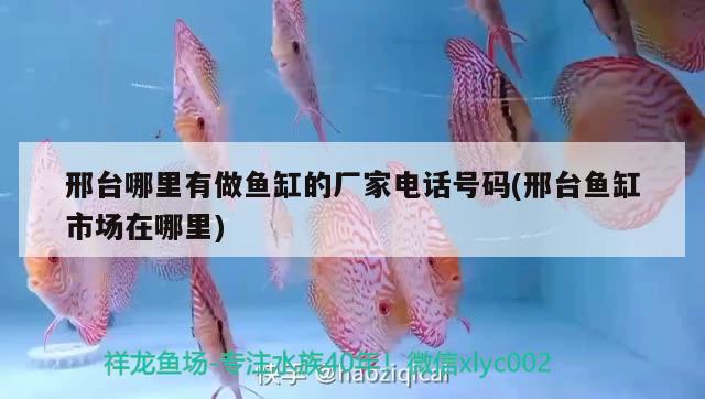 邢臺(tái)哪里有做魚缸的廠家電話號(hào)碼(邢臺(tái)魚缸市場在哪里) 招財(cái)戰(zhàn)船魚