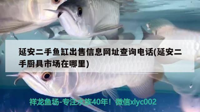 延安二手魚缸出售信息網(wǎng)址查詢電話(延安二手廚具市場在哪里) 財神鸚鵡魚