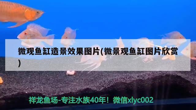 微觀魚(yú)缸造景效果圖片(微景觀魚(yú)缸圖片欣賞) 古典過(guò)背金龍魚(yú)