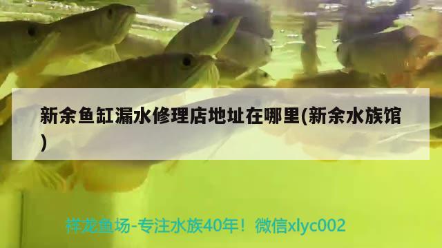 新余魚缸漏水修理店地址在哪里(新余水族館) 白子銀龍苗（黃化銀龍苗） 第4張