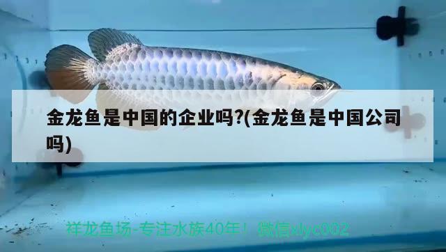 金龍魚是中國(guó)的企業(yè)嗎?(金龍魚是中國(guó)公司嗎) 觀賞魚