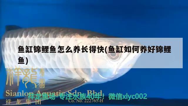 魚缸錦鯉魚怎么養(yǎng)長得快(魚缸如何養(yǎng)好錦鯉魚) 觀賞魚