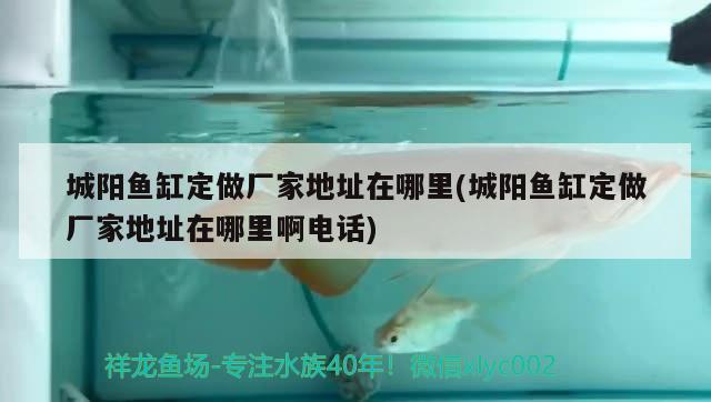 城陽魚缸定做廠家地址在哪里(城陽魚缸定做廠家地址在哪里啊電話) 泰國雪鯽魚