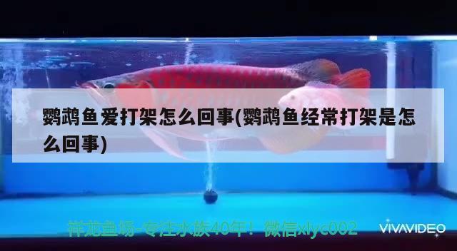 鸚鵡魚愛打架怎么回事(鸚鵡魚經常打架是怎么回事) 鸚鵡魚