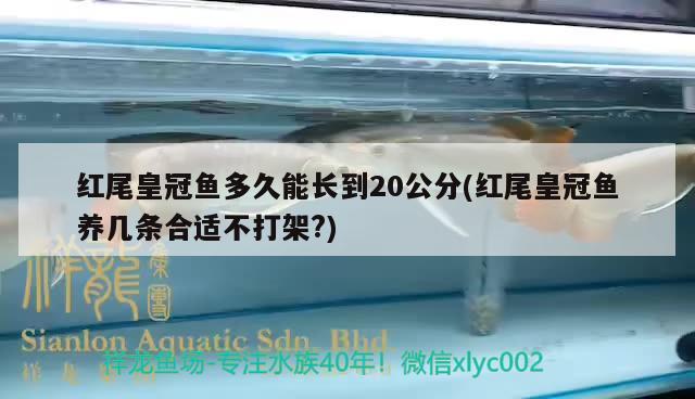 紅尾皇冠魚多久能長到20公分(紅尾皇冠魚養(yǎng)幾條合適不打架?) 觀賞魚