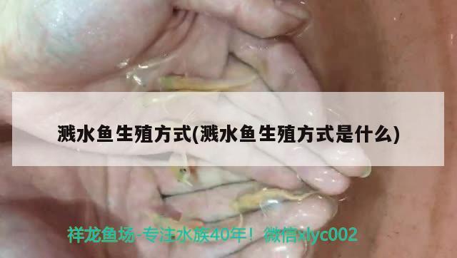 濺水魚生殖方式(濺水魚生殖方式是什么)