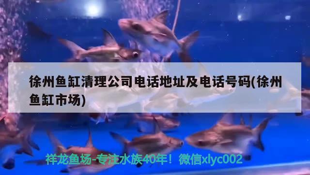 徐州魚缸清理公司電話地址及電話號(hào)碼(徐州魚缸市場(chǎng))