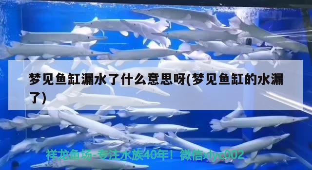 夢見魚缸漏水了什么意思呀(夢見魚缸的水漏了)