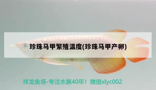 珍珠馬甲繁殖溫度(珍珠馬甲產(chǎn)卵) 觀賞魚