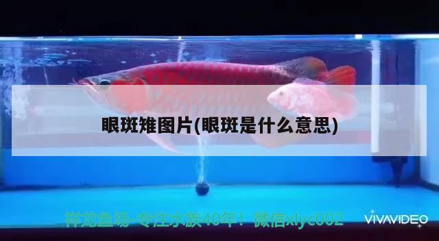 眼斑雉圖片(眼斑是什么意思) 觀賞魚(yú)