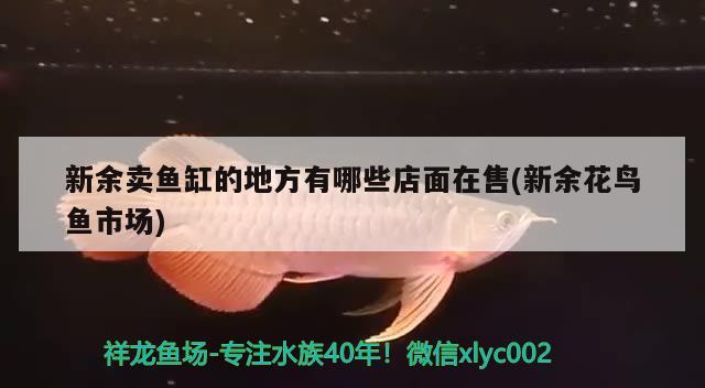 新余賣魚(yú)缸的地方有哪些店面在售(新余花鳥(niǎo)魚(yú)市場(chǎng)) 福滿鉆魚(yú)