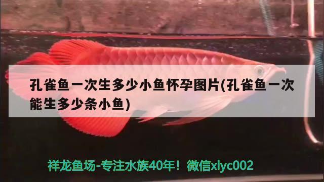 孔雀魚一次生多少小魚懷孕圖片(孔雀魚一次能生多少條小魚) 觀賞魚