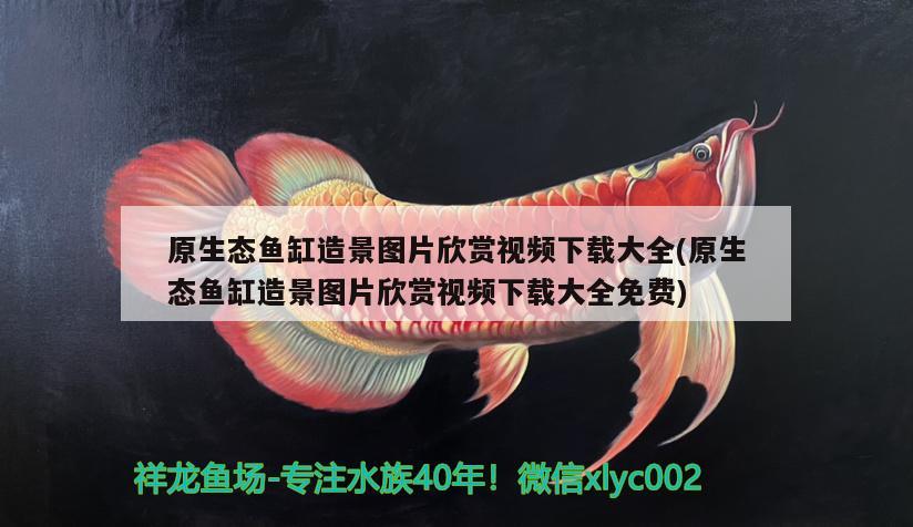 原生態(tài)魚(yú)缸造景圖片欣賞視頻下載大全(原生態(tài)魚(yú)缸造景圖片欣賞視頻下載大全免費(fèi)) 祥龍藍(lán)珀金龍魚(yú) 第2張