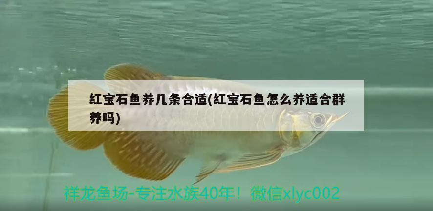 紅寶石魚養(yǎng)幾條合適(紅寶石魚怎么養(yǎng)適合群養(yǎng)嗎)