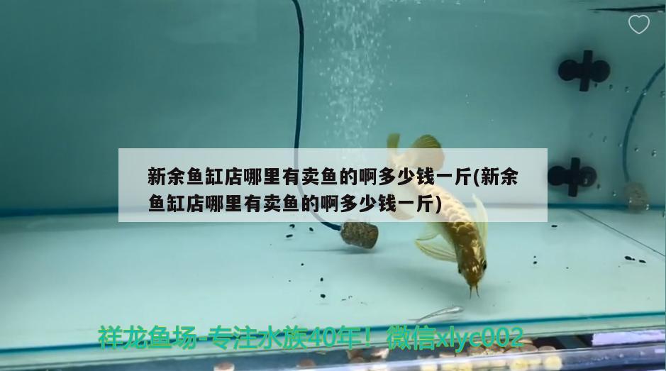 新余魚缸店哪里有賣魚的啊多少錢一斤(新余魚缸店哪里有賣魚的啊多少錢一斤)