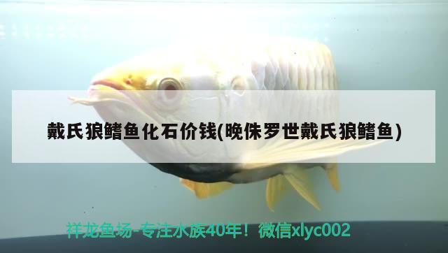 戴氏狼鰭魚化石價錢(晚侏羅世戴氏狼鰭魚) 觀賞魚