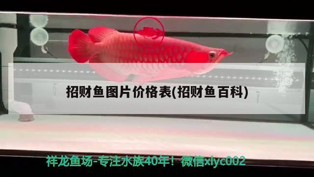 招財(cái)魚圖片價(jià)格表(招財(cái)魚百科)