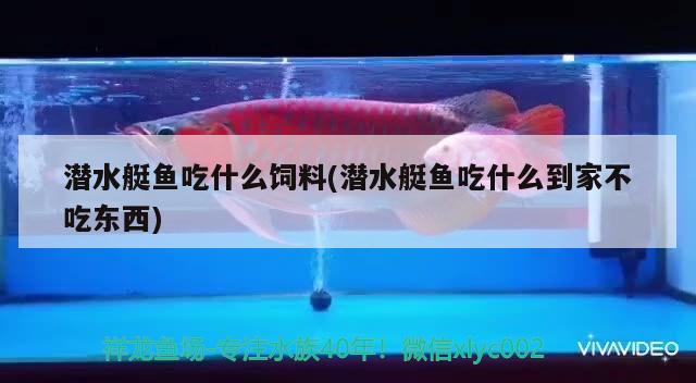 潛水艇魚吃什么飼料(潛水艇魚吃什么到家不吃東西) 潛水艇魚