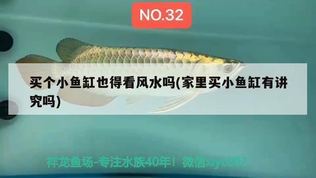 買個小魚缸也得看風(fēng)水嗎(家里買小魚缸有講究嗎) 魚缸風(fēng)水