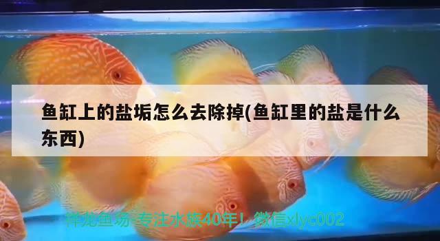 魚缸上的鹽垢怎么去除掉(魚缸里的鹽是什么東西)