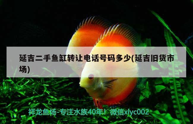 延吉二手魚(yú)缸轉(zhuǎn)讓電話號(hào)碼多少(延吉舊貨市場(chǎng))