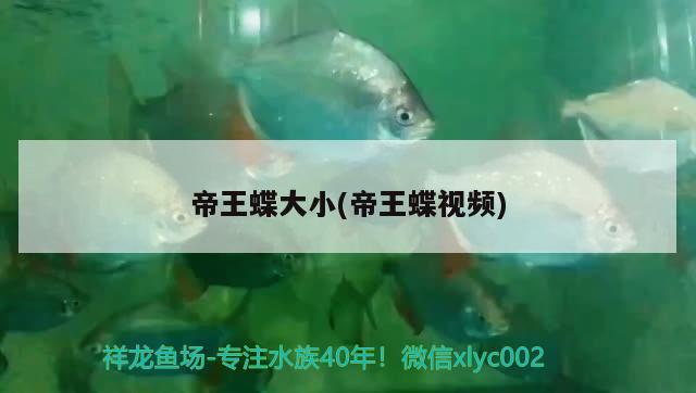 帝王蝶大小(帝王蝶視頻) 觀賞魚