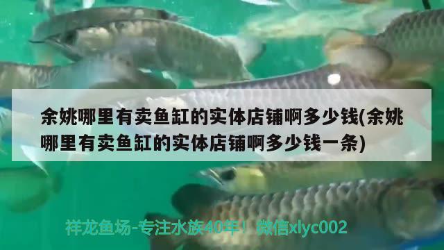 余姚哪里有賣魚缸的實體店鋪啊多少錢(余姚哪里有賣魚缸的實體店鋪啊多少錢一條) 黑桃A魚