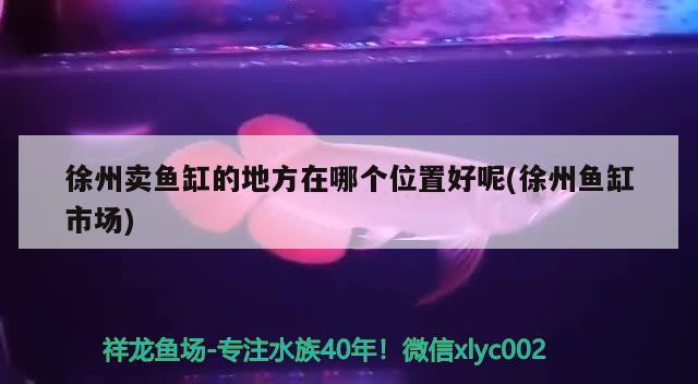 徐州賣魚(yú)缸的地方在哪個(gè)位置好呢(徐州魚(yú)缸市場(chǎng)) 銀龍魚(yú)苗