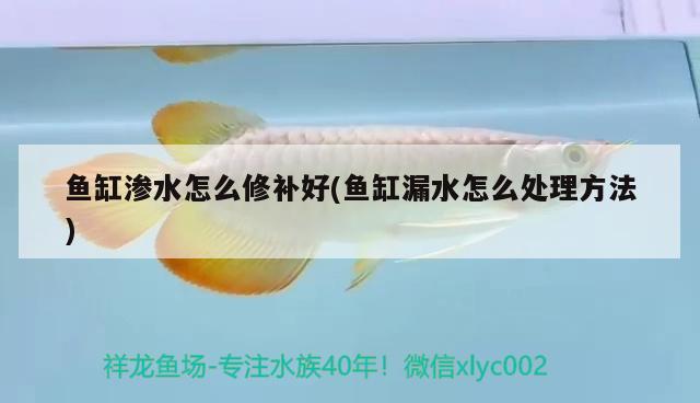 魚缸滲水怎么修補(bǔ)好(魚缸漏水怎么處理方法)