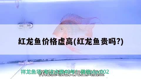 紅龍魚(yú)價(jià)格虛高(紅龍魚(yú)貴嗎?)