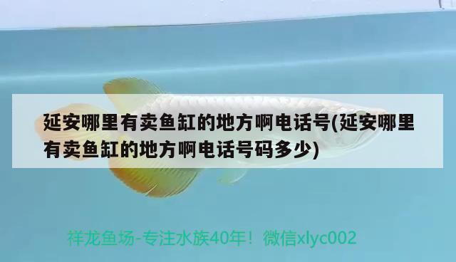 延安哪里有賣魚缸的地方啊電話號(延安哪里有賣魚缸的地方啊電話號碼多少) 超血紅龍魚