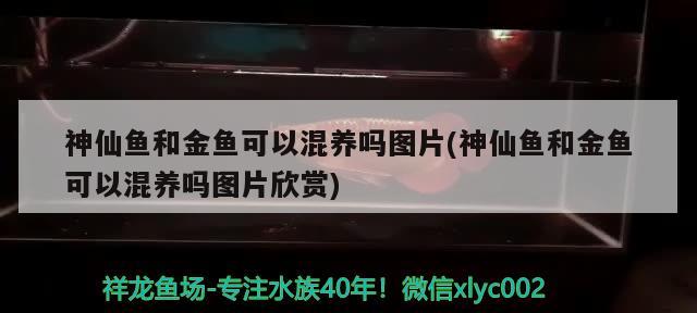 神仙魚和金魚可以混養(yǎng)嗎圖片(神仙魚和金魚可以混養(yǎng)嗎圖片欣賞) 觀賞魚