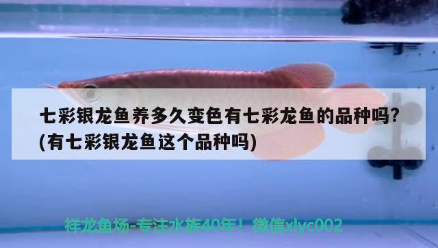 七彩銀龍魚(yú)養(yǎng)多久變色有七彩龍魚(yú)的品種嗎?(有七彩銀龍魚(yú)這個(gè)品種嗎) 銀龍魚(yú)