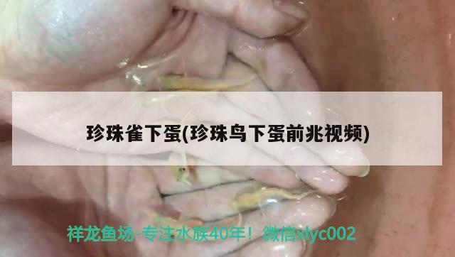 珍珠雀下蛋(珍珠鳥下蛋前兆視頻) 觀賞魚