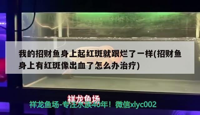 我的招財魚身上起紅斑就跟爛了一樣(招財魚身上有紅斑像出血了怎么辦治療) 觀賞魚